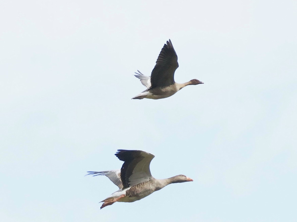 Pink-footed Goose - Toby Carter