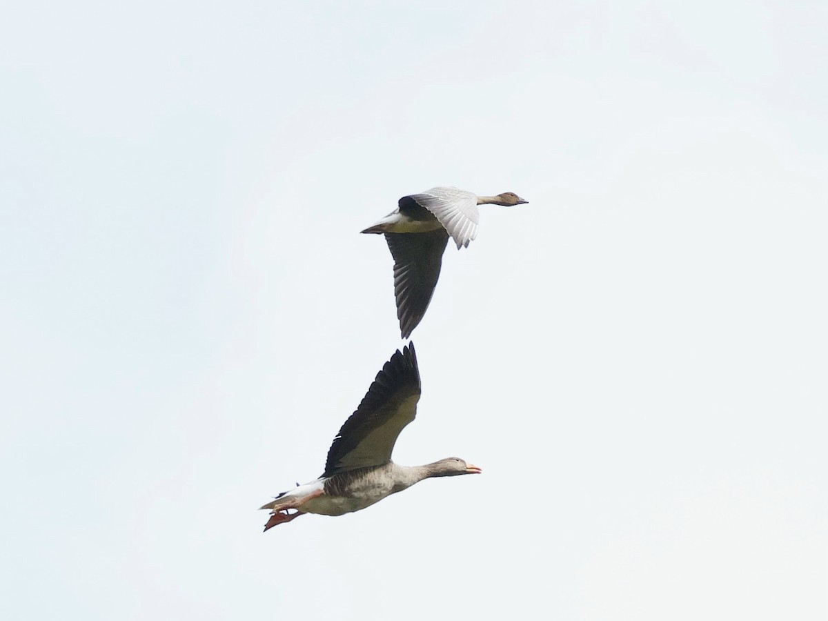 Pink-footed Goose - ML624185765