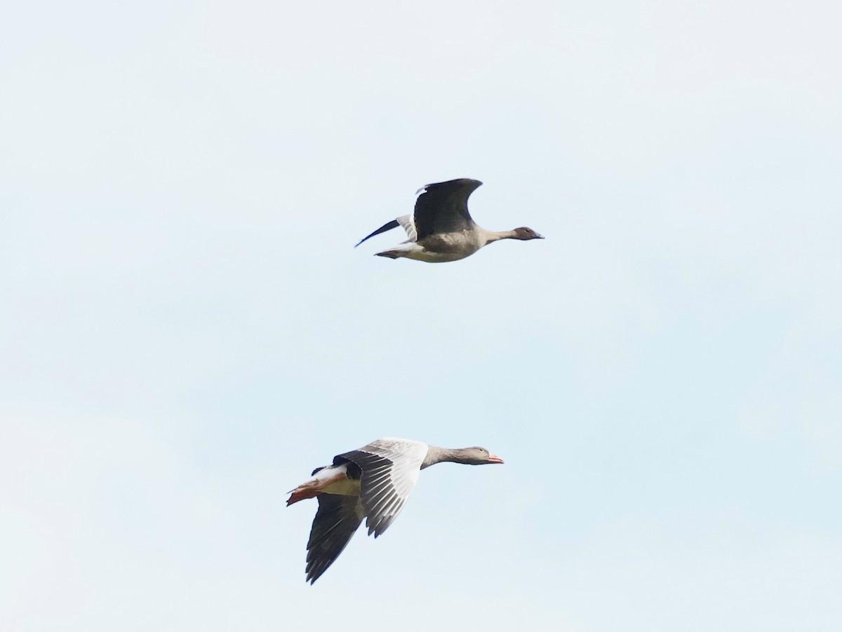 Pink-footed Goose - ML624185766