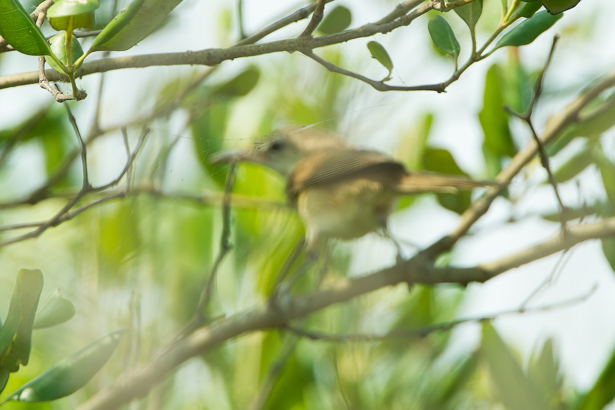 Oriental Reed Warbler - ML624185788