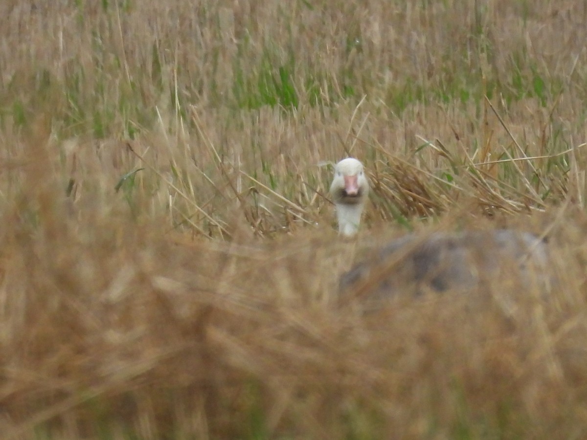 Snow Goose - ML624185790