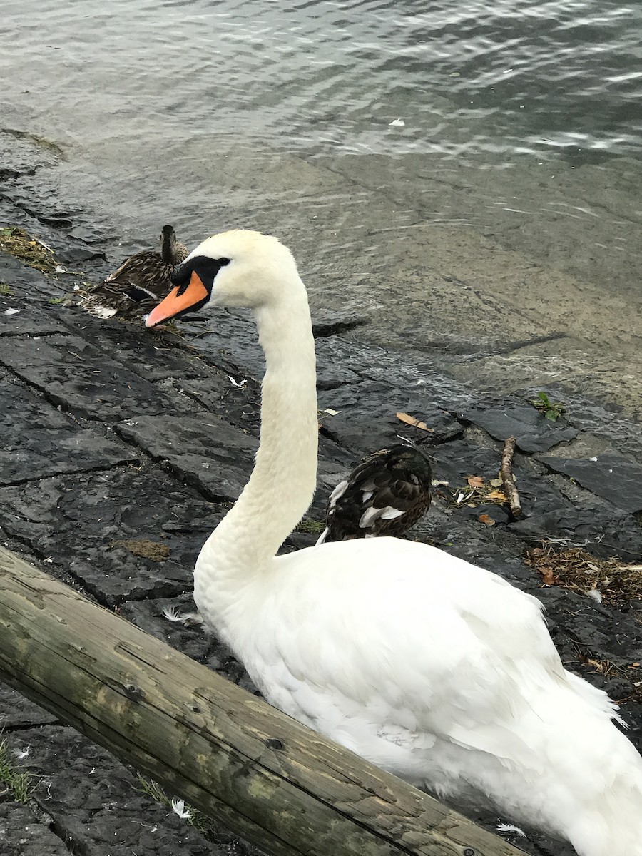 Cygne tuberculé - ML62418581