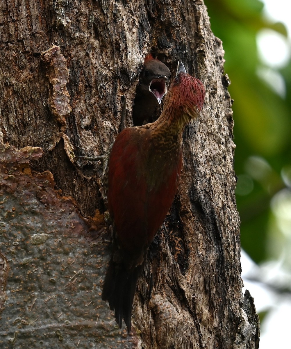 Banded Woodpecker - ML624185818