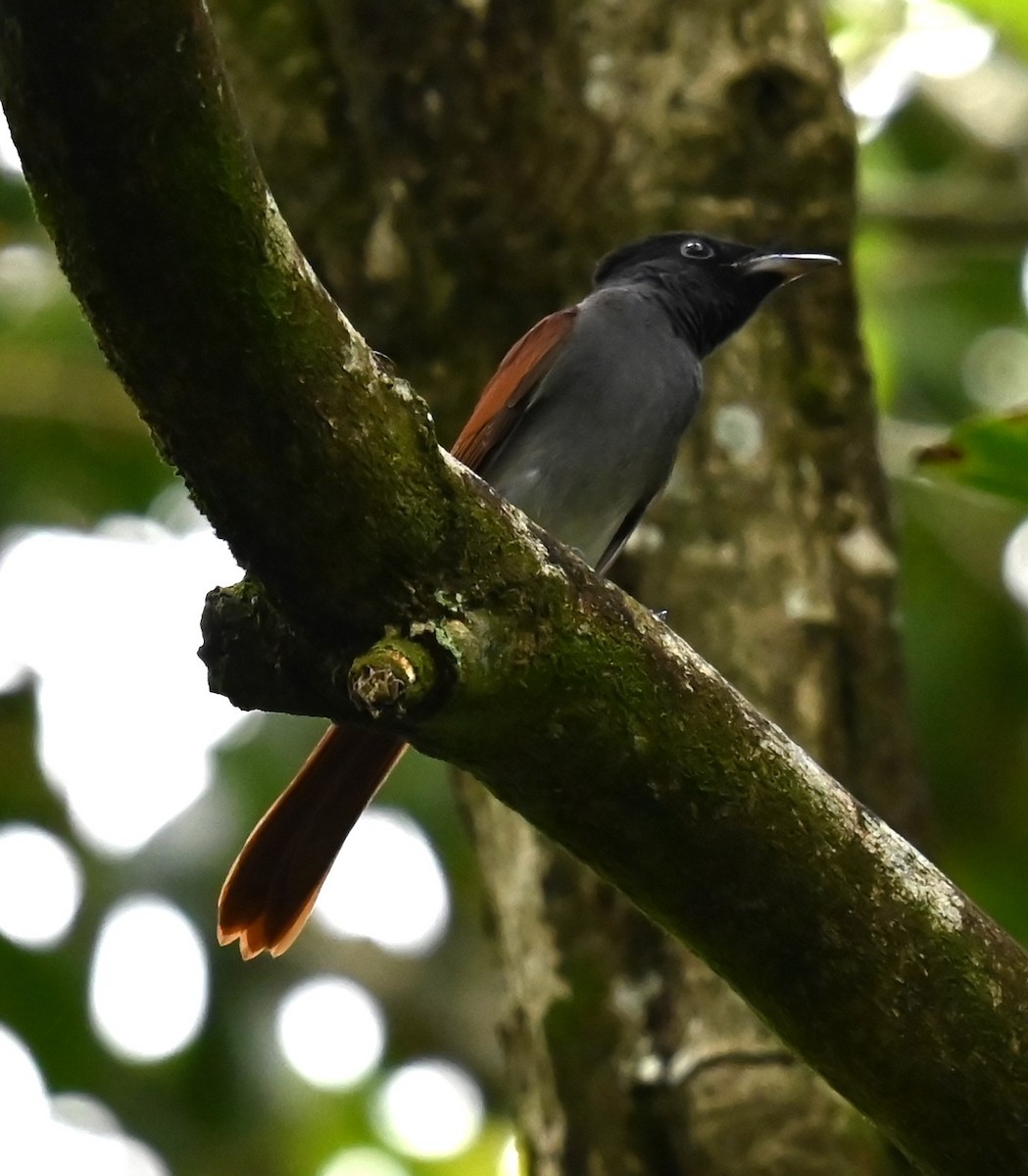 Amur Paradise-Flycatcher - ML624185833