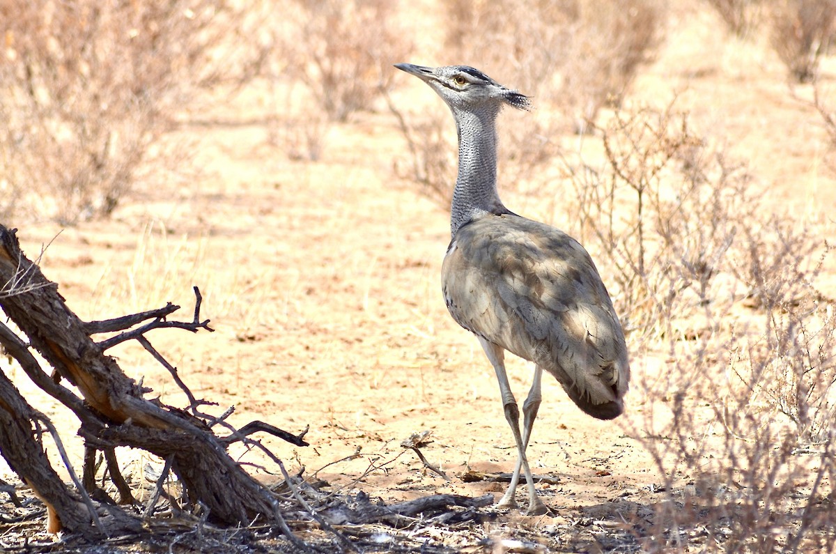 Kori Bustard - ML624185834