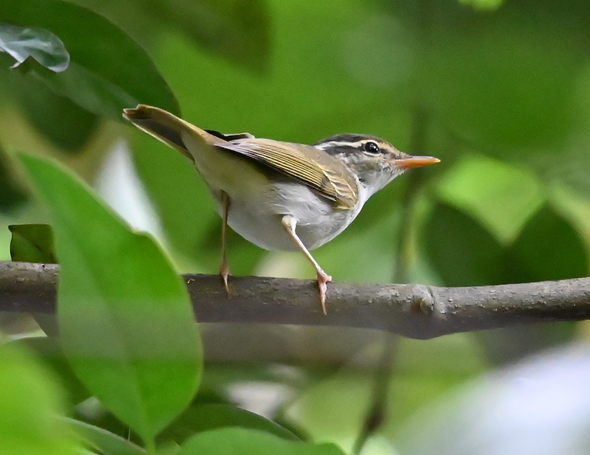 Eastern Crowned Warbler - ML624185838