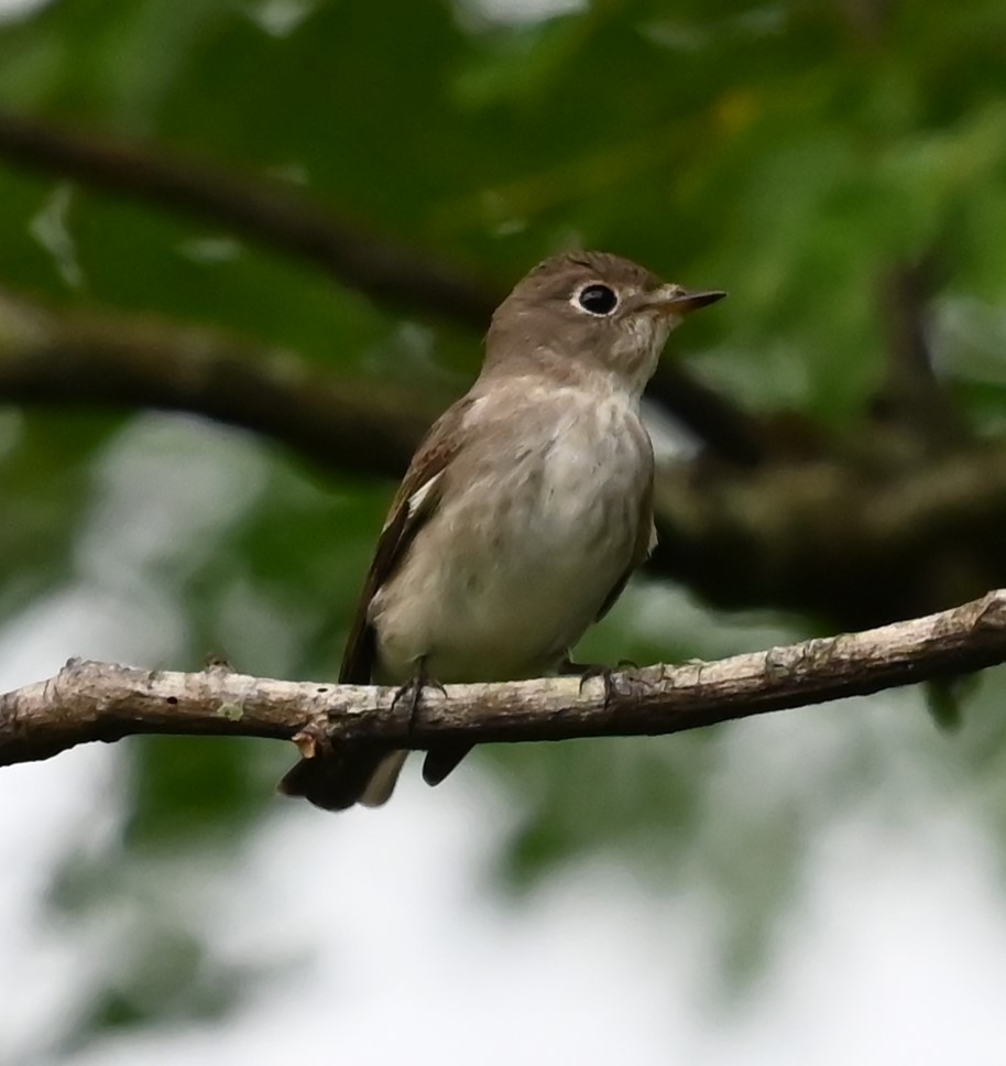 Asian Brown Flycatcher - ML624185846