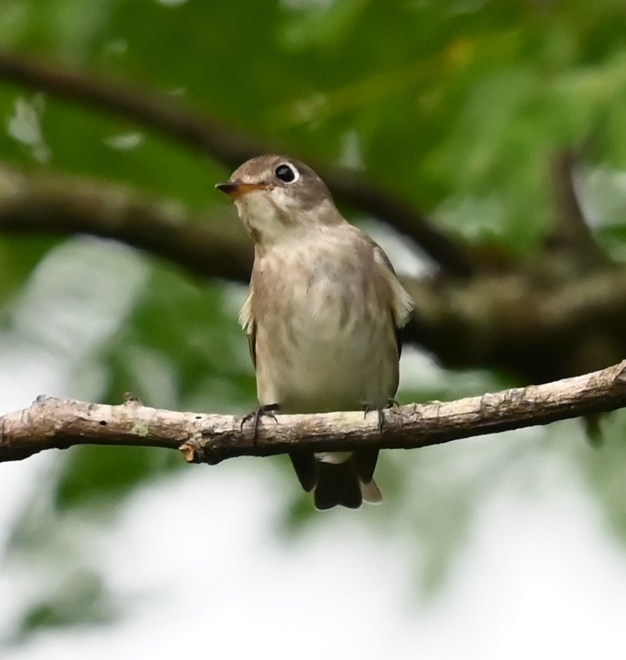 Asian Brown Flycatcher - ML624185848