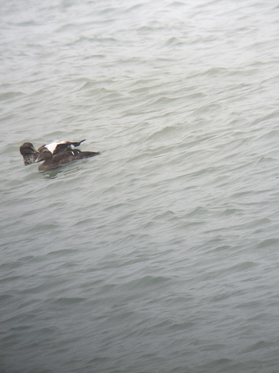 Common Eider - ML624185859