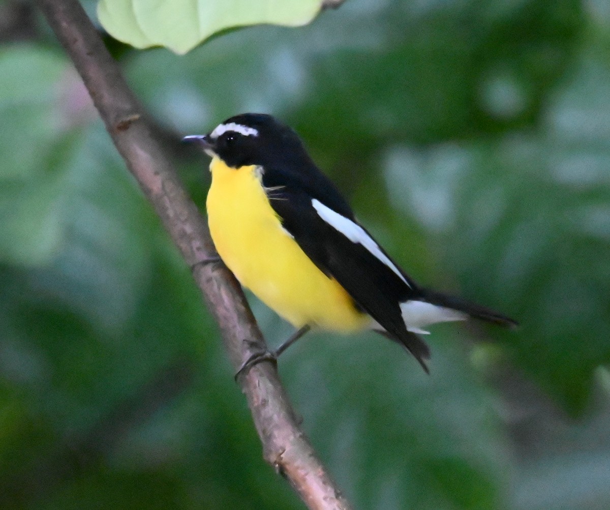 Yellow-rumped Flycatcher - ML624185861