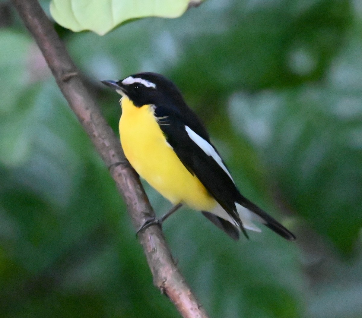 Yellow-rumped Flycatcher - Jade Neo