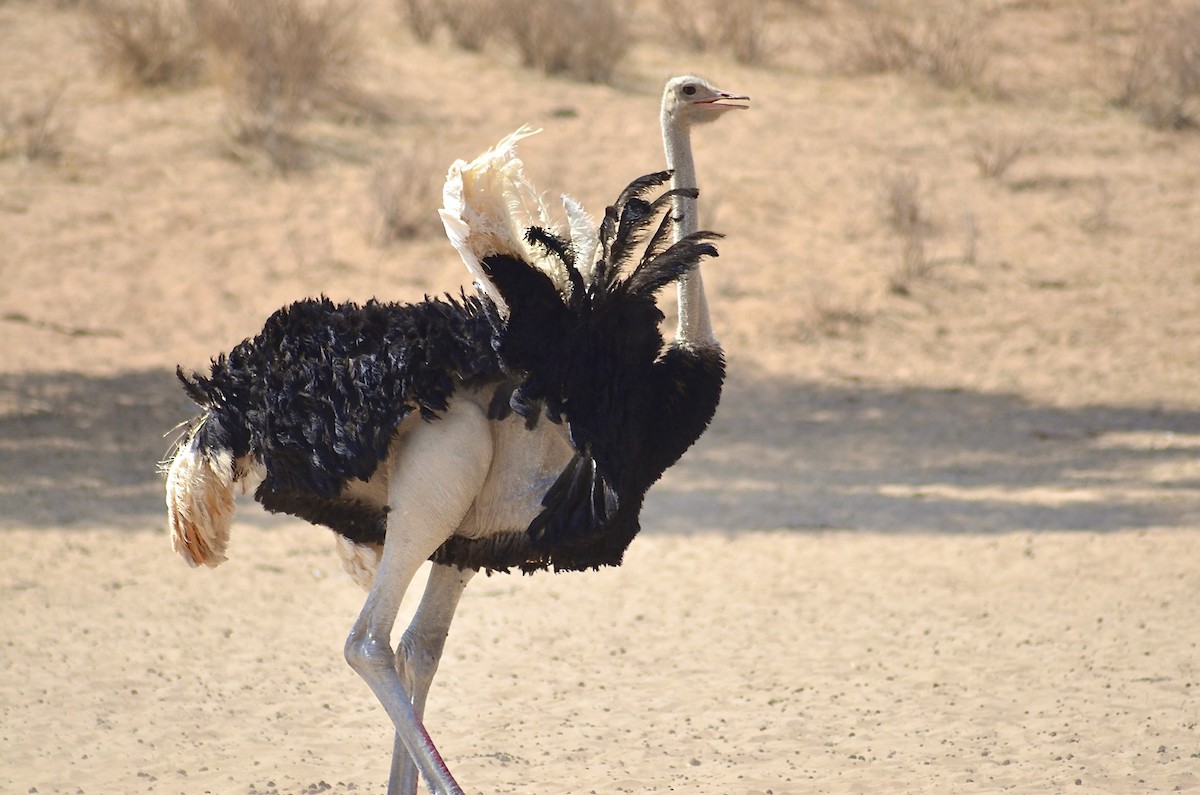 Common Ostrich - ML624185865