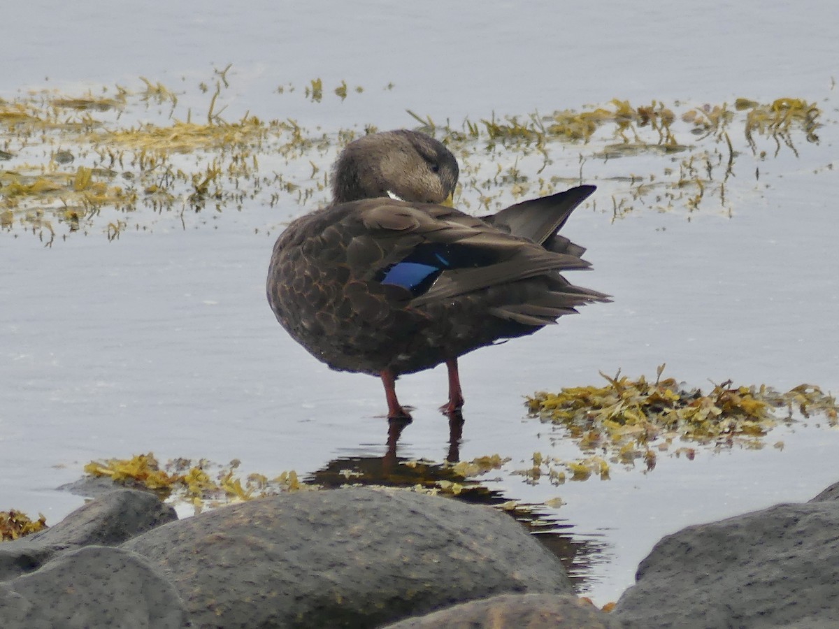 American Black Duck - ML624185870