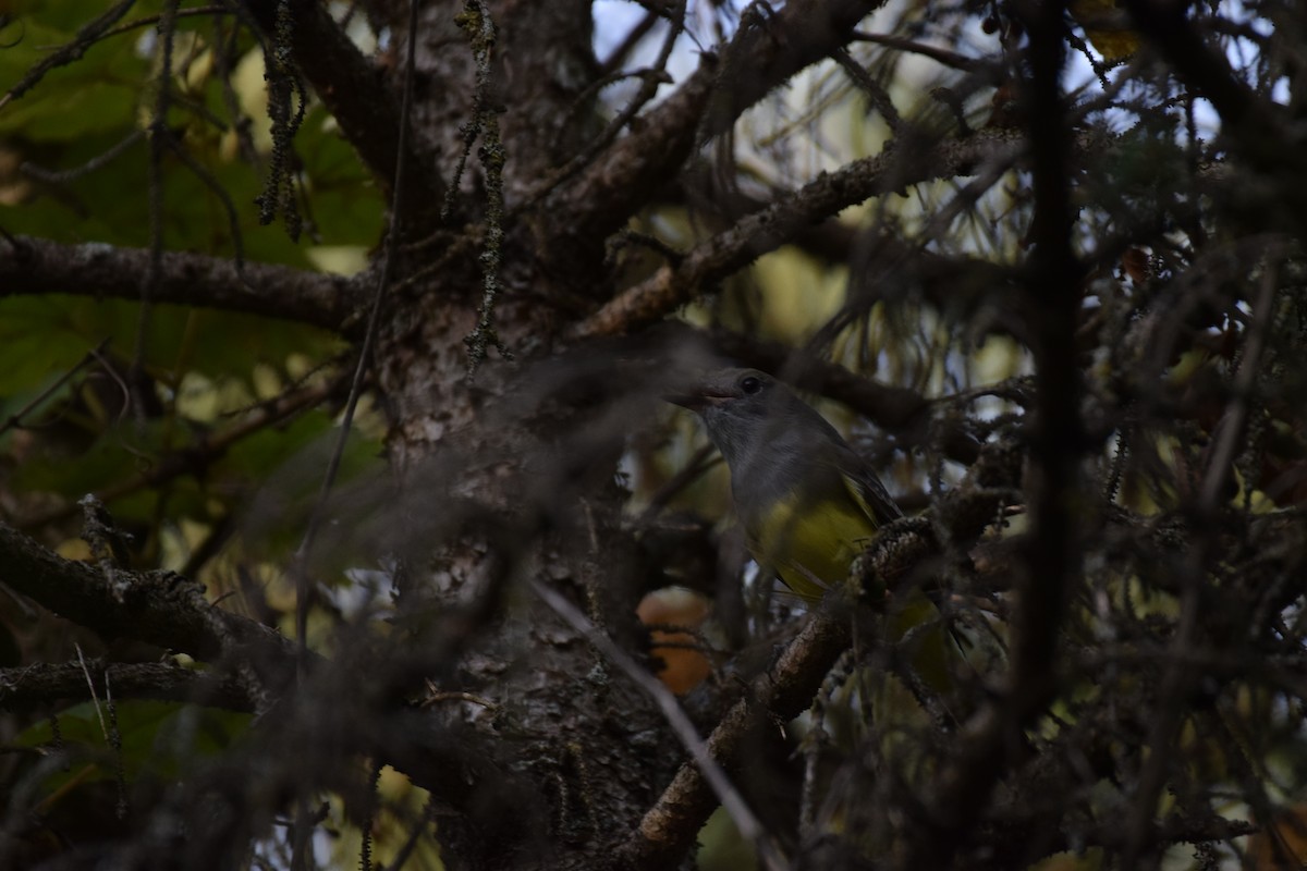 Great Crested Flycatcher - Carl Schimmel