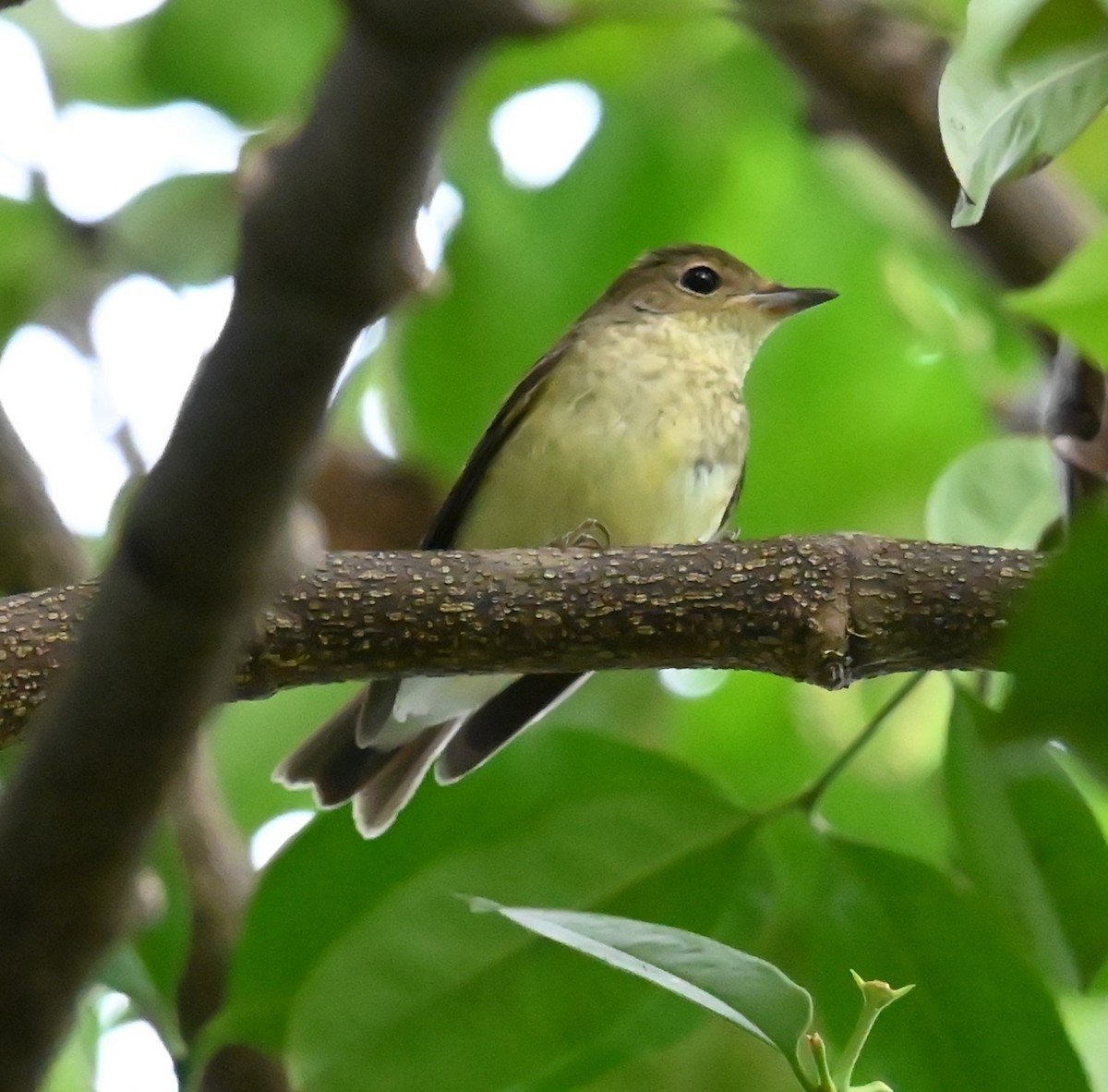 Yellow-rumped Flycatcher - ML624185874