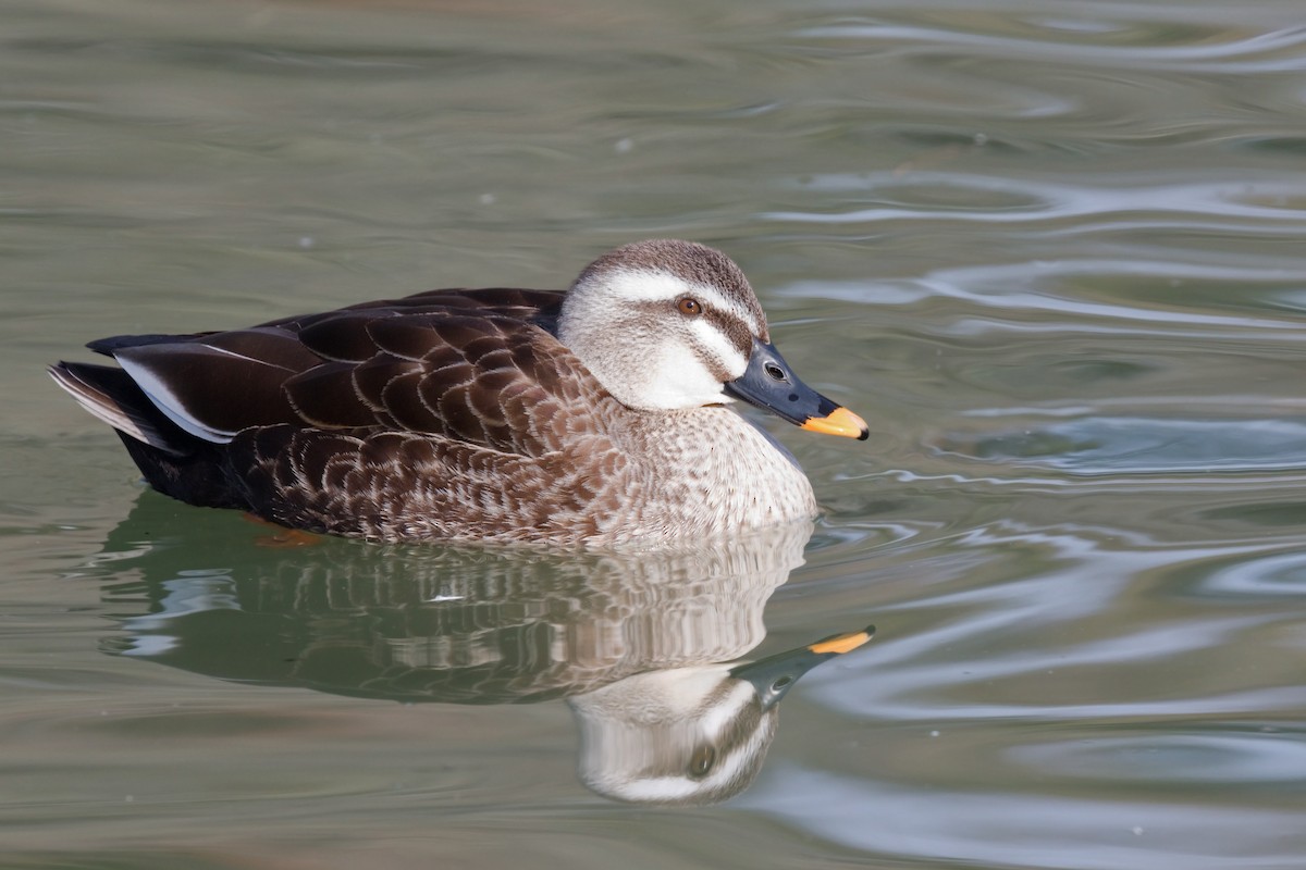 Eastern Spot-billed Duck - ML624185884