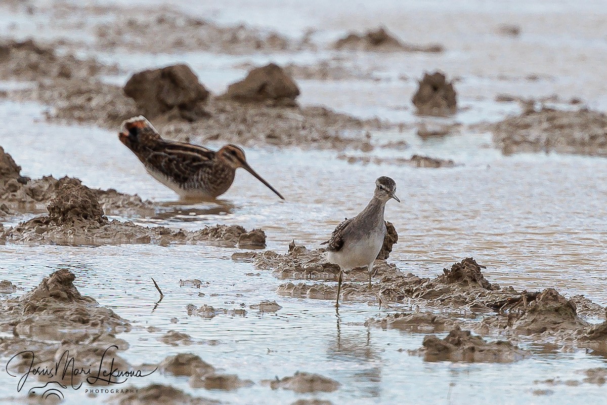 Wood Sandpiper - ML624185892