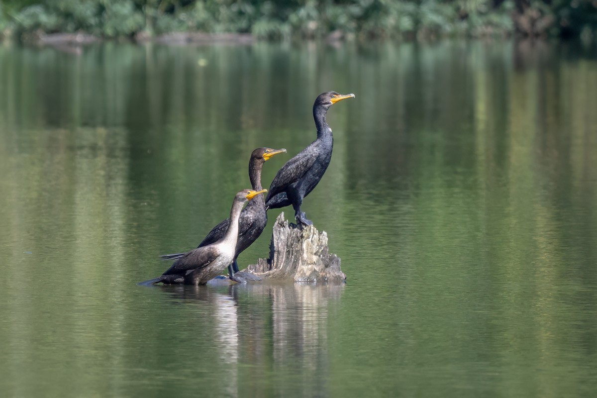 Double-crested Cormorant - ML624185904