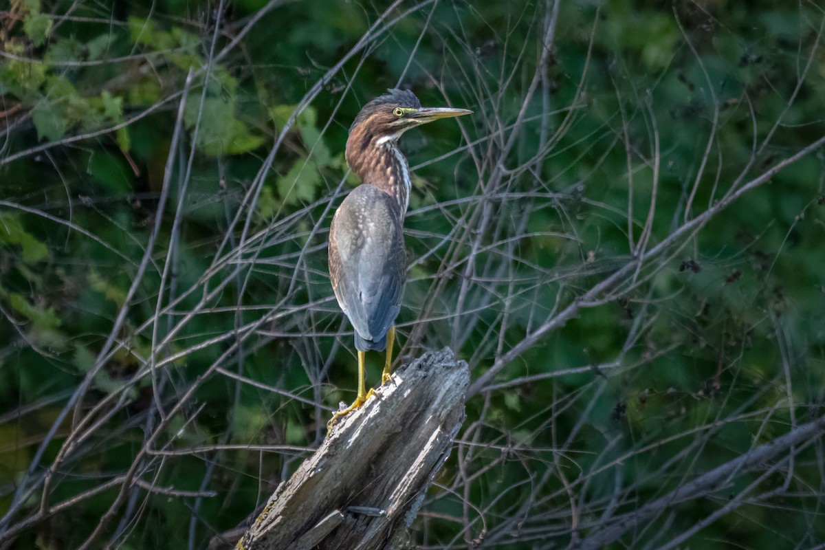 Green Heron - ML624185912