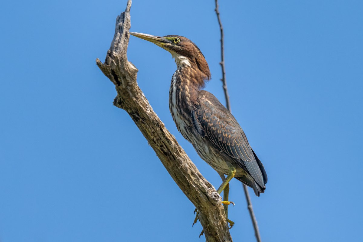 Green Heron - ML624185916