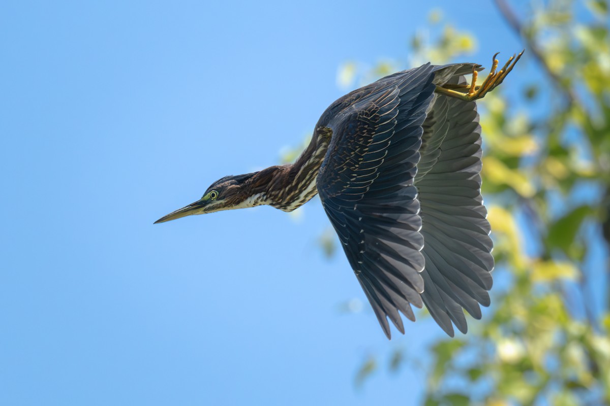 Green Heron - ML624185917