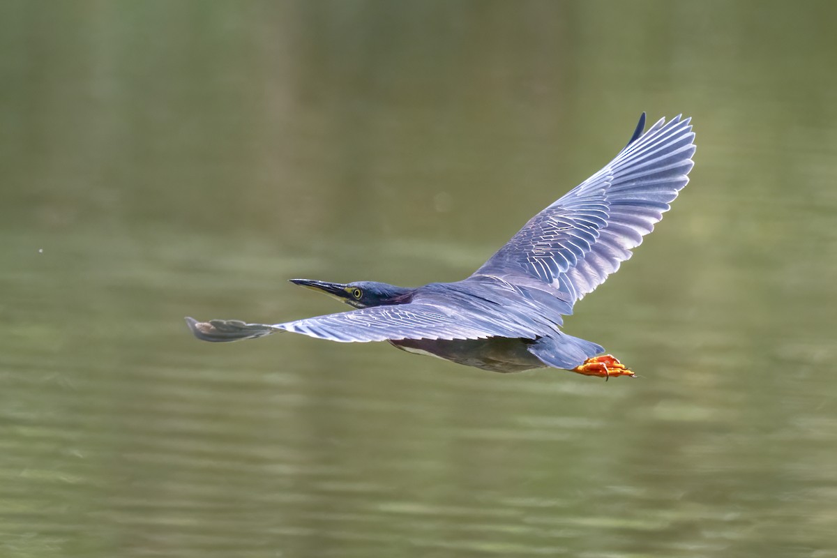 Green Heron - ML624185918