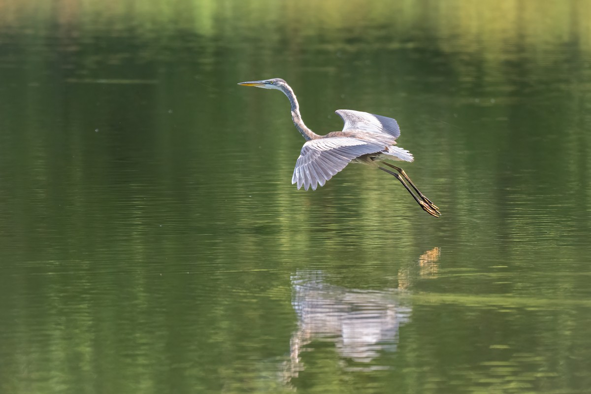 Great Blue Heron - ML624185930