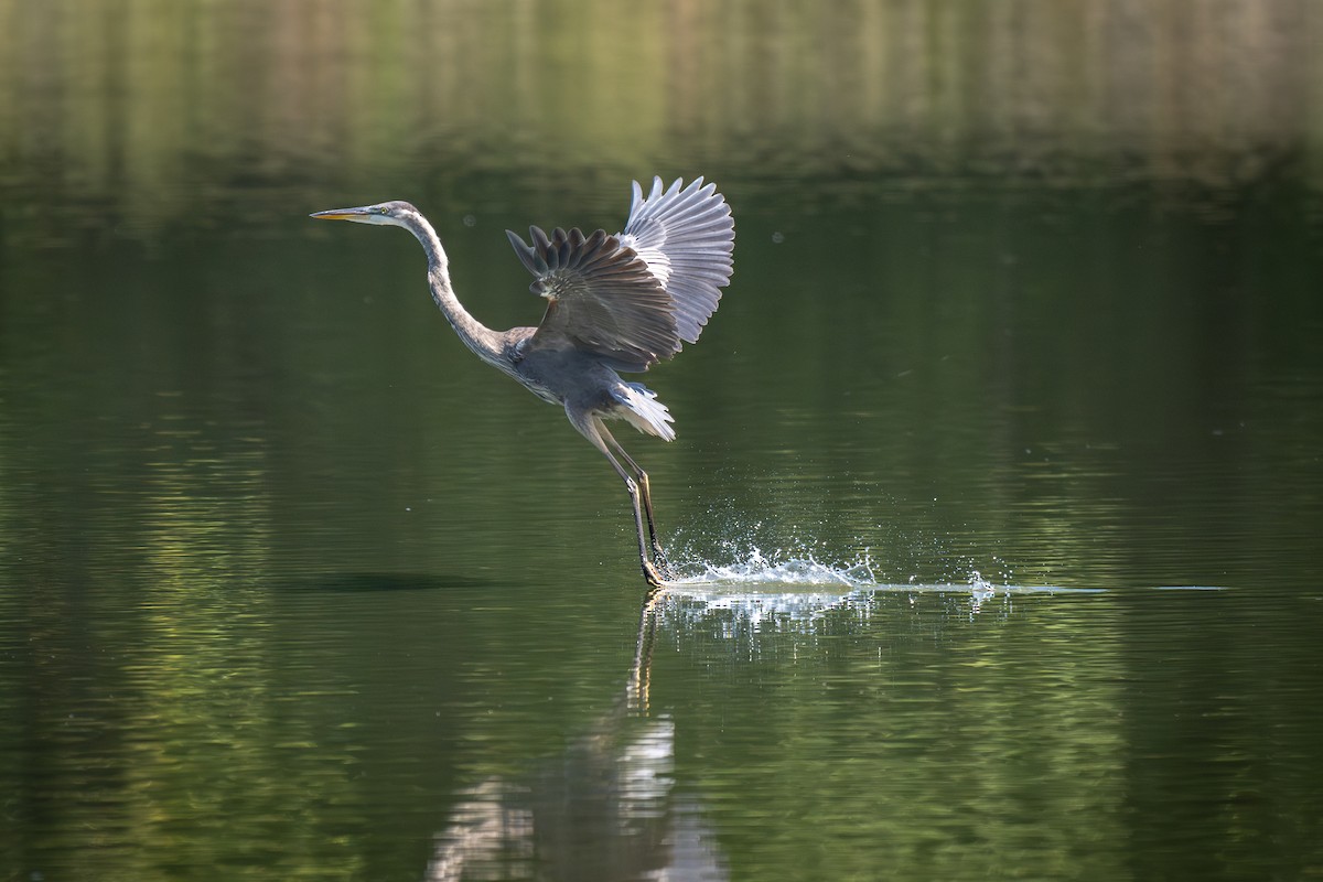 Great Blue Heron - ML624185932