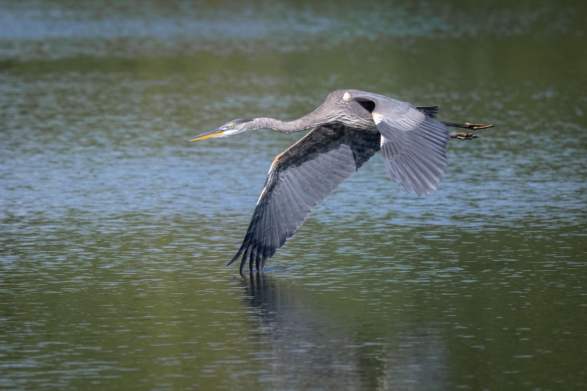 Great Blue Heron - ML624185937