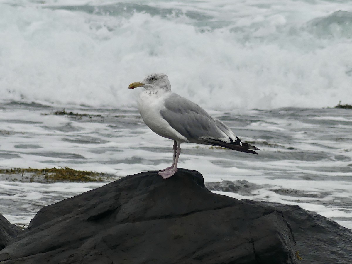 Herring Gull - ML624185943