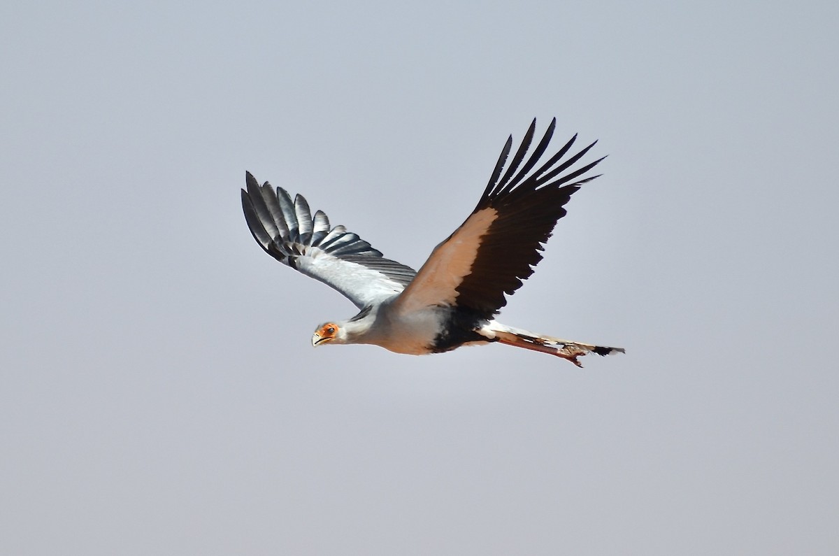 Secretarybird - ML624185974