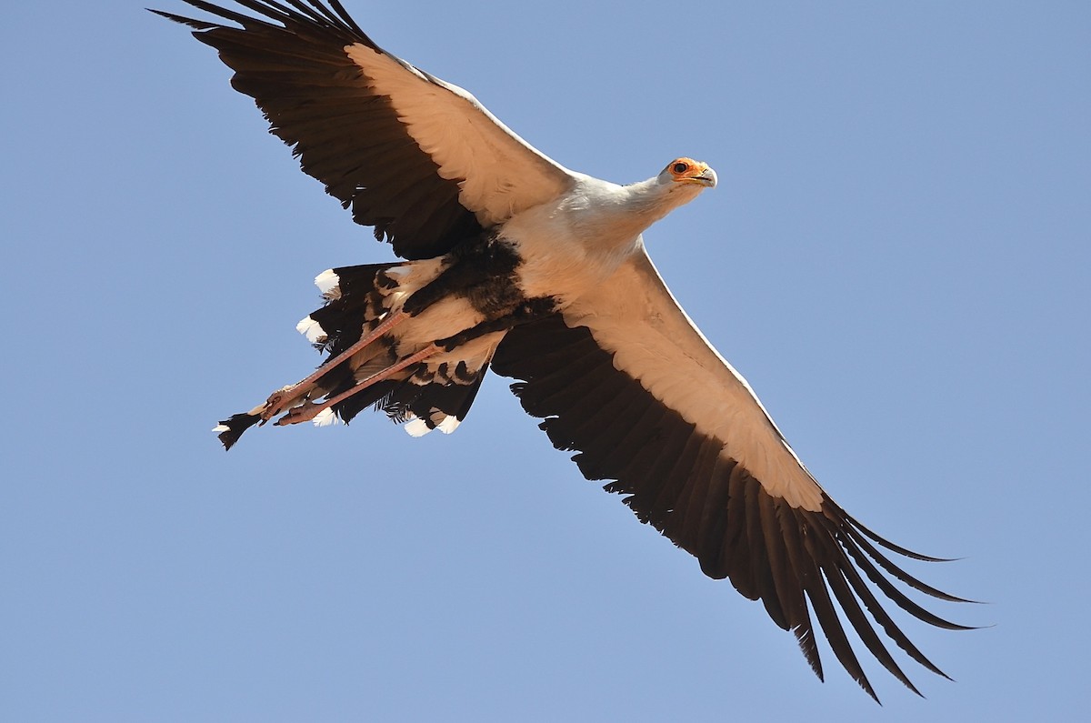 Secretarybird - ML624185975