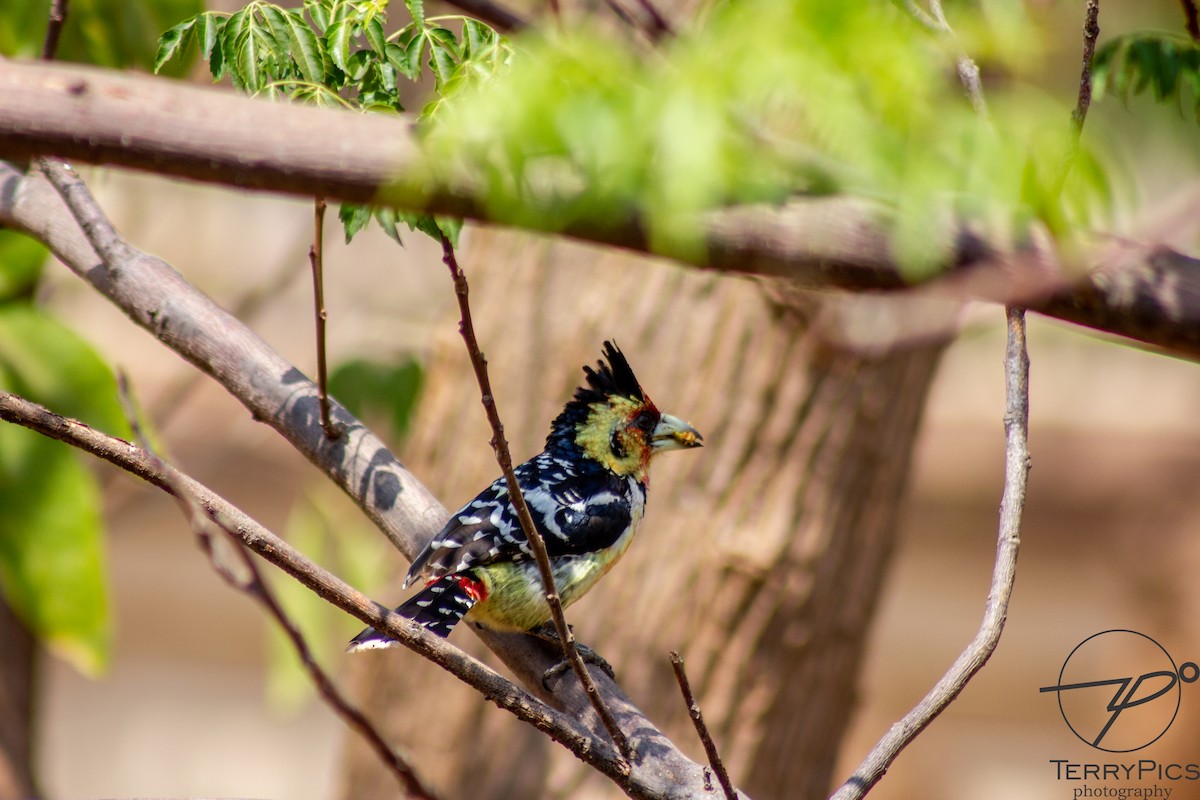 Crested Barbet - Terry Makhusa