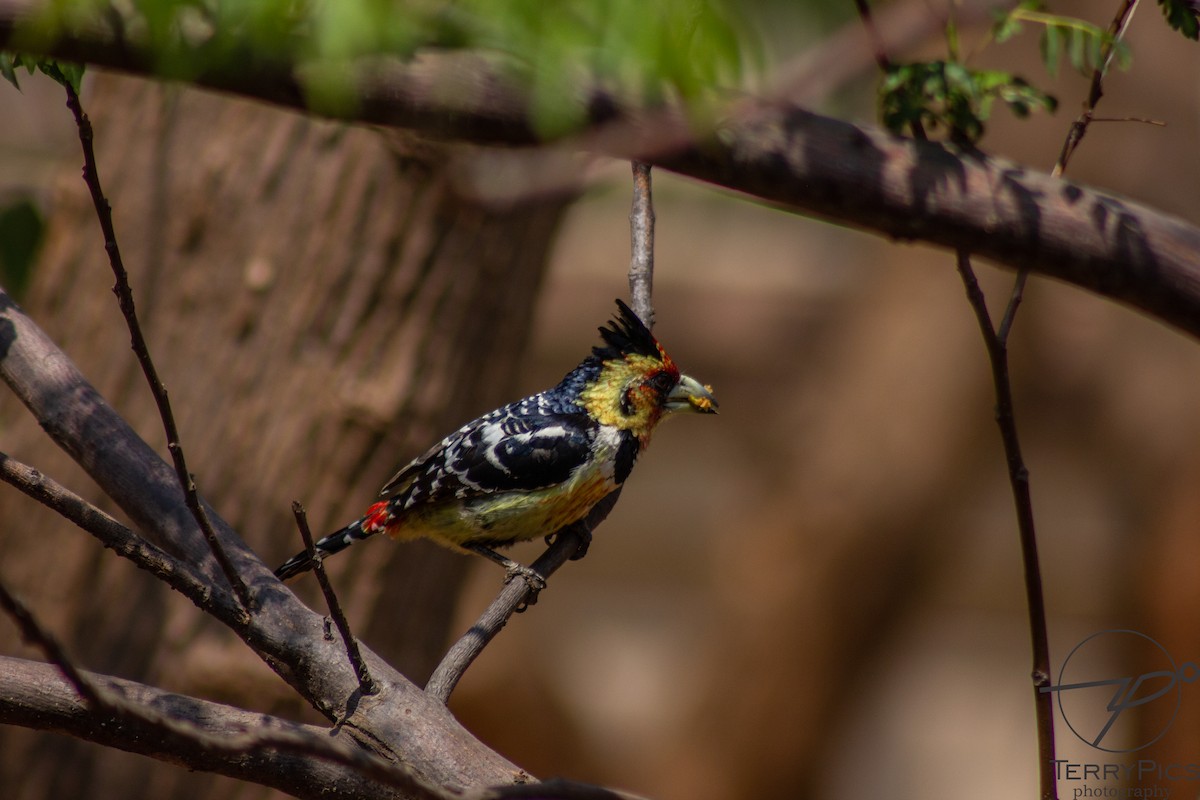 Crested Barbet - Terry Makhusa