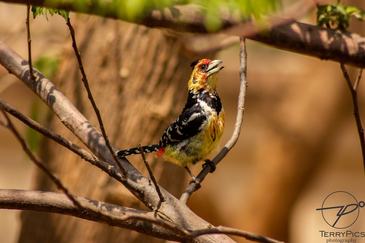 Crested Barbet - ML624185979