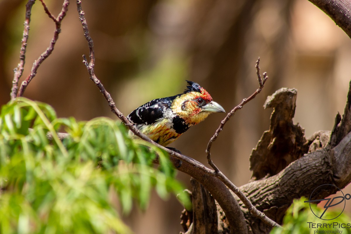 Crested Barbet - ML624185980