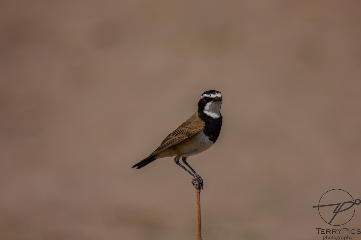 Capped Wheatear - ML624185997