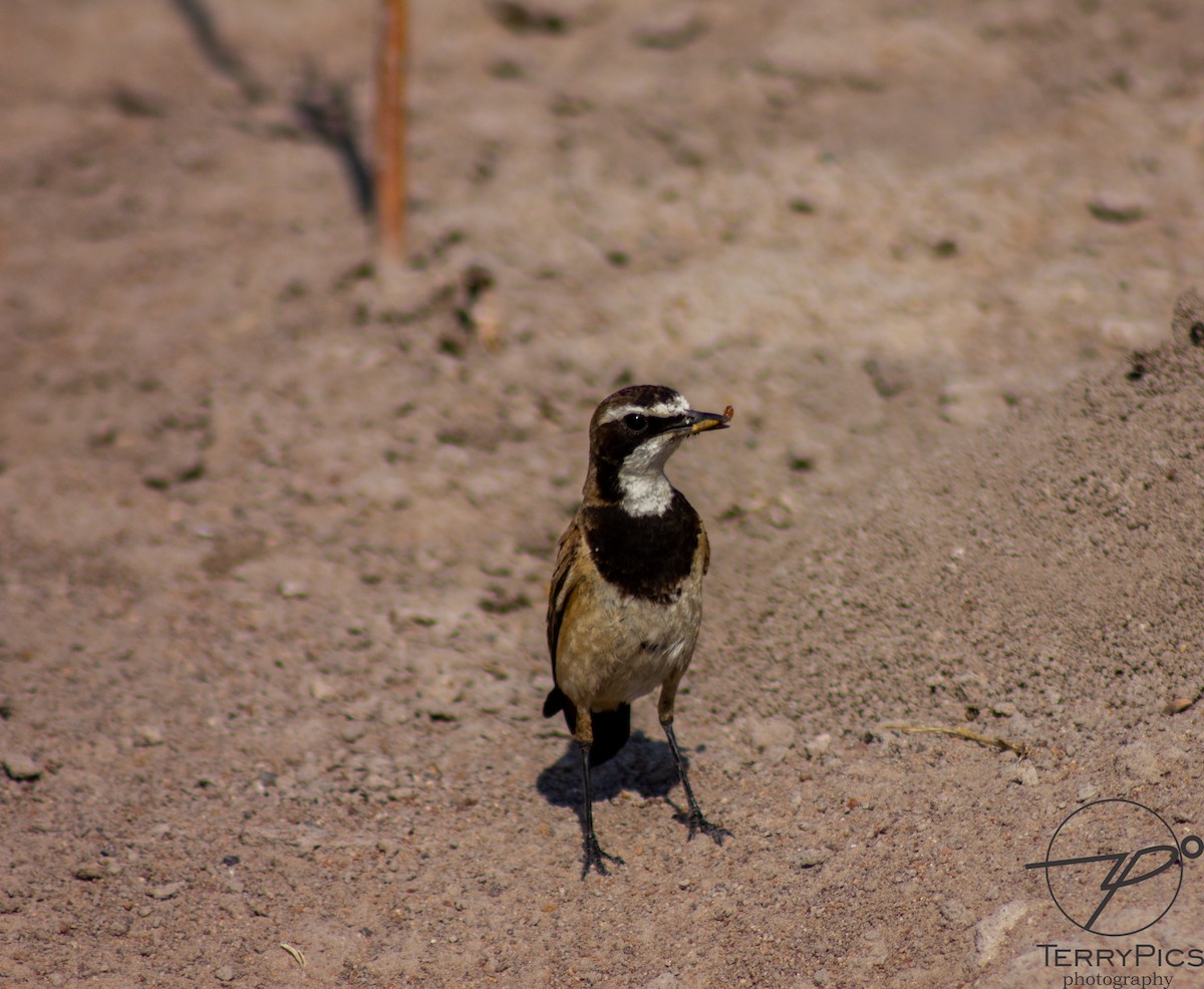 Capped Wheatear - ML624186023