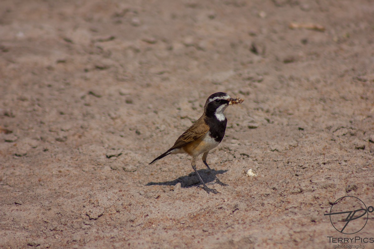 Capped Wheatear - ML624186024