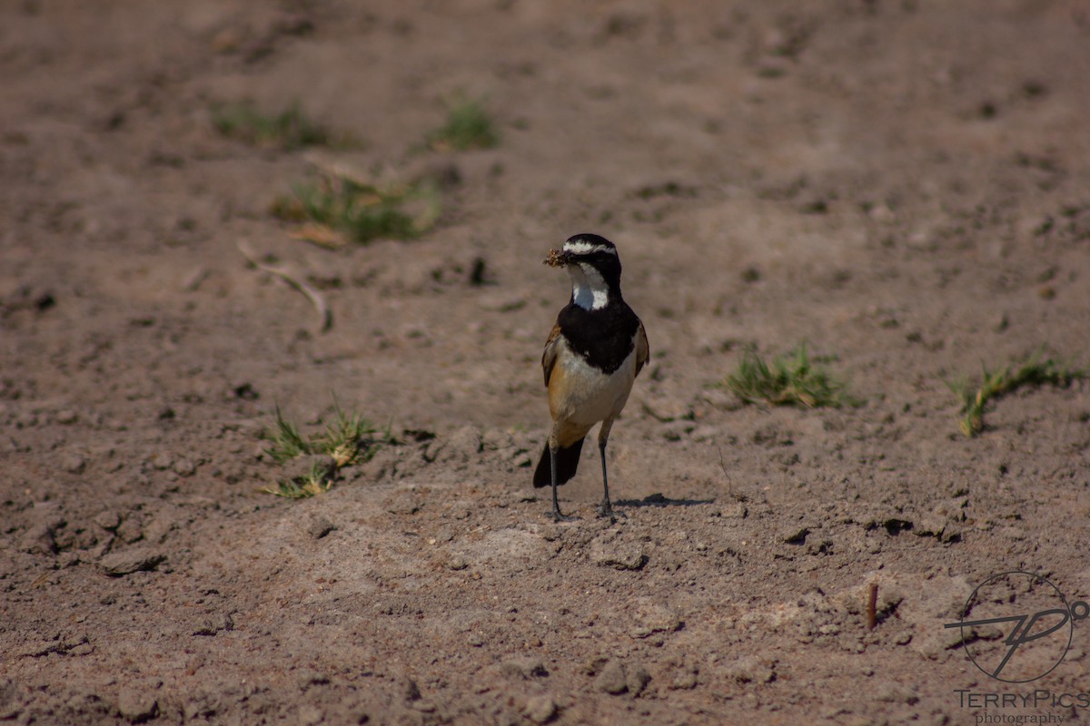 Capped Wheatear - ML624186025