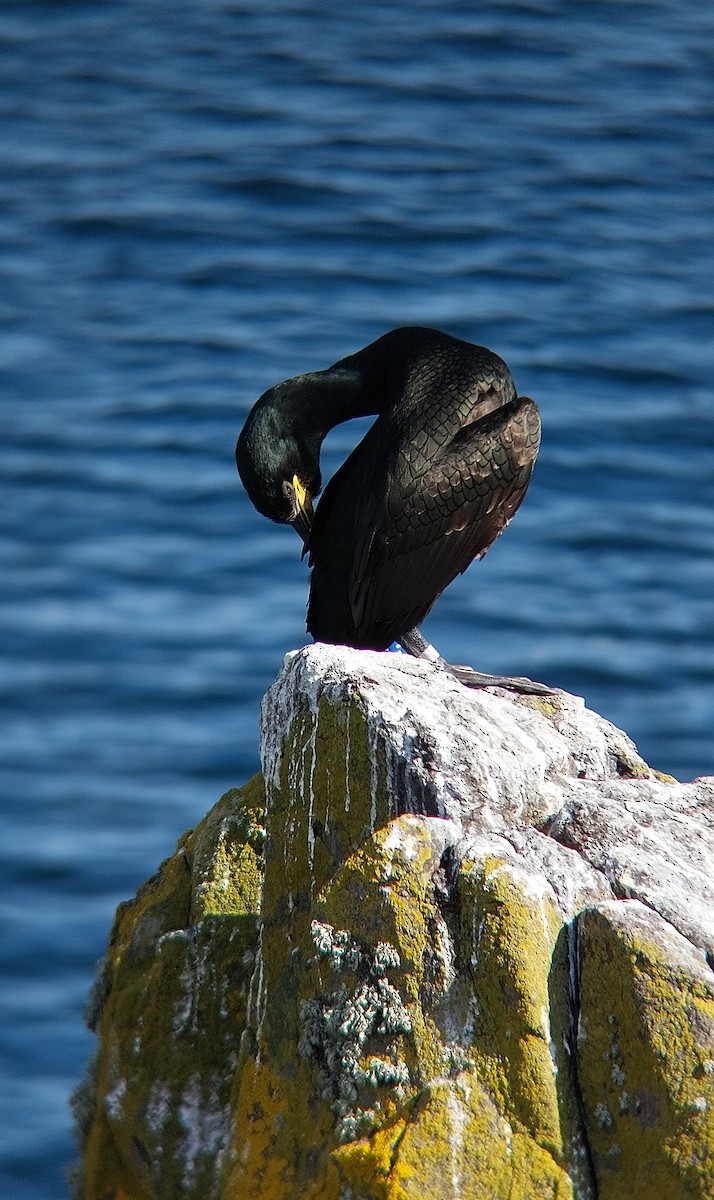 Cormorán Moñudo - ML624186054