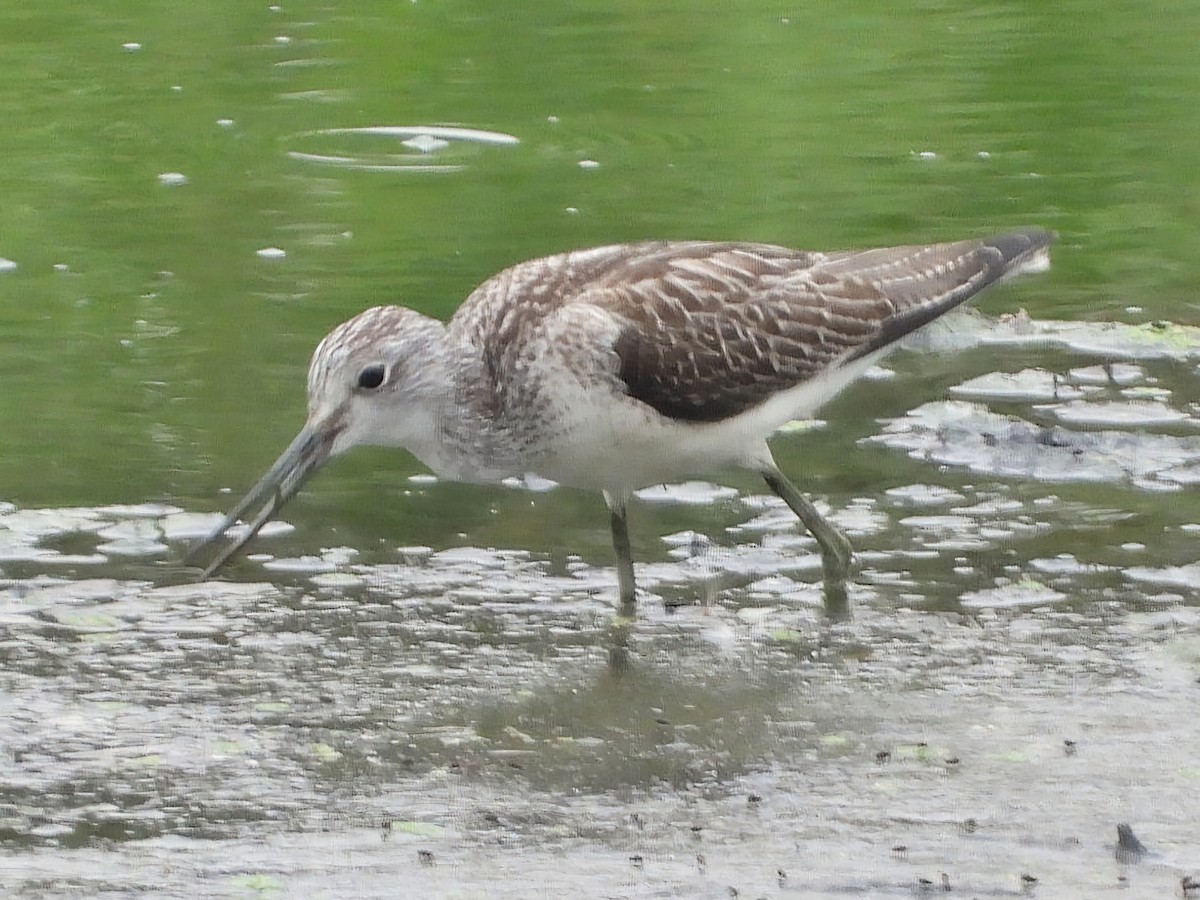 Common Greenshank - Ivan V