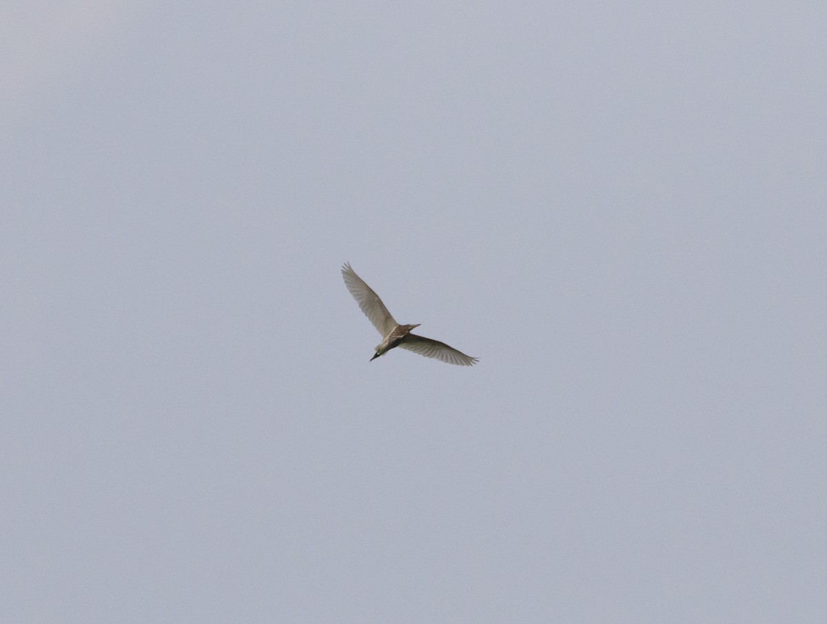 pond-heron sp. - ML624186059