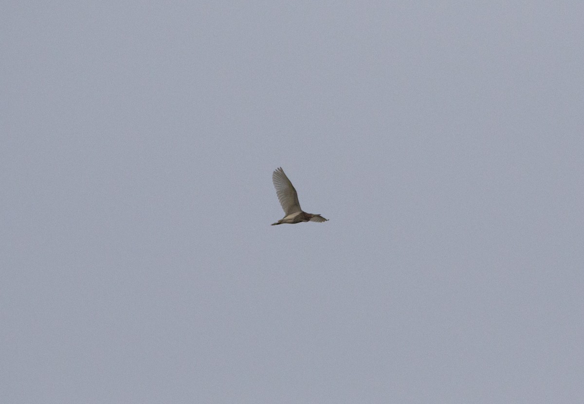 pond-heron sp. - ML624186063