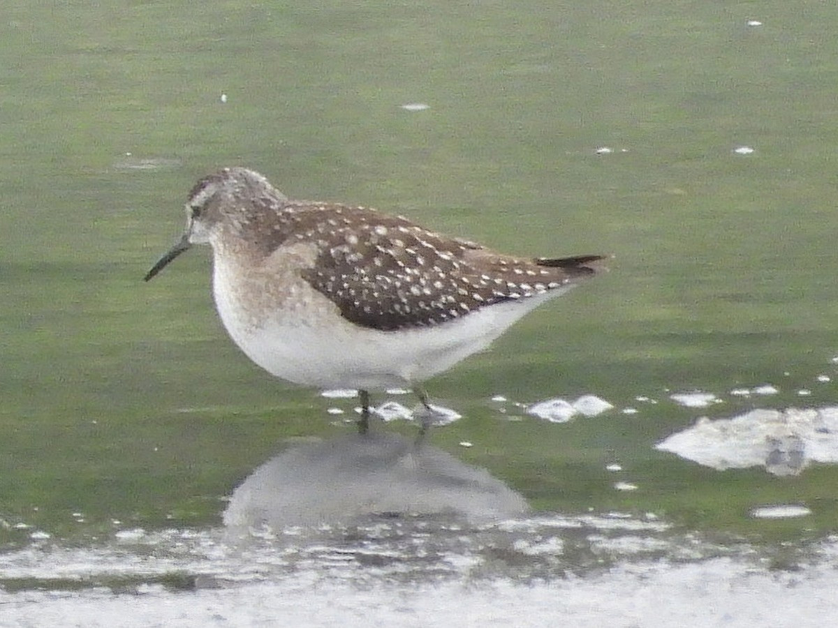 Wood Sandpiper - ML624186068