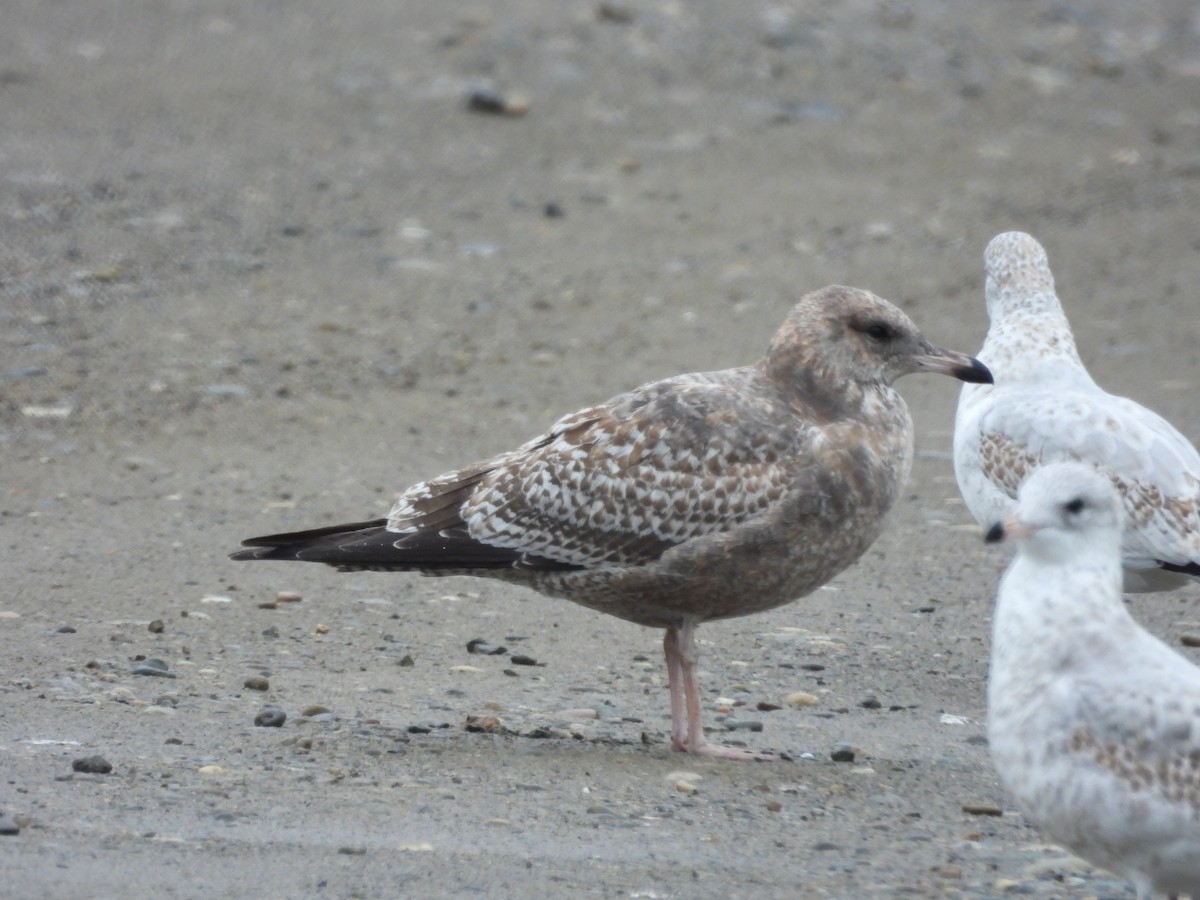 California Gull - ML624186098