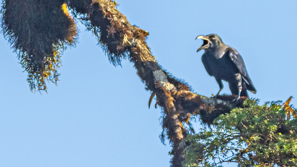 Large-billed Crow - ML624186124