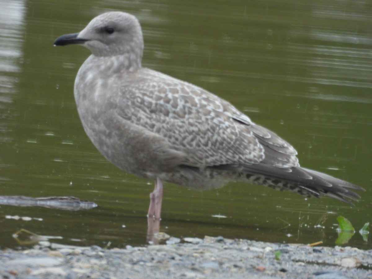 Iceland Gull (Thayer's) - ML624186131