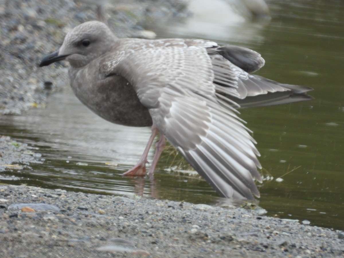 Iceland Gull (Thayer's) - ML624186132