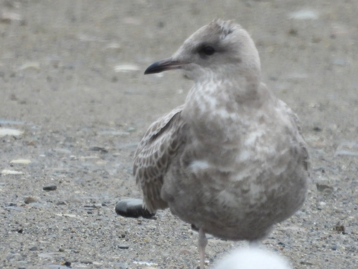 Short-billed Gull - ML624186149